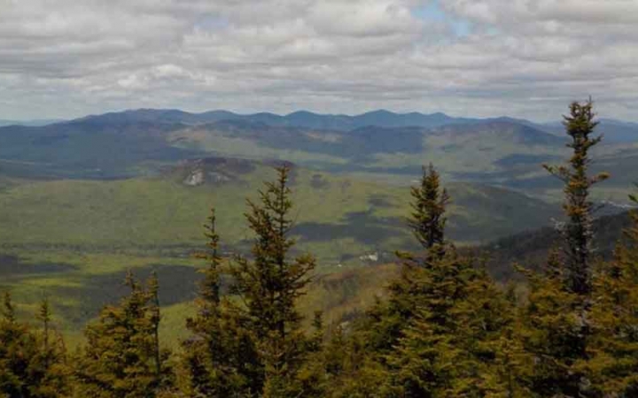evergreen trees stand in the foreground of a green mountainous landscape in the background